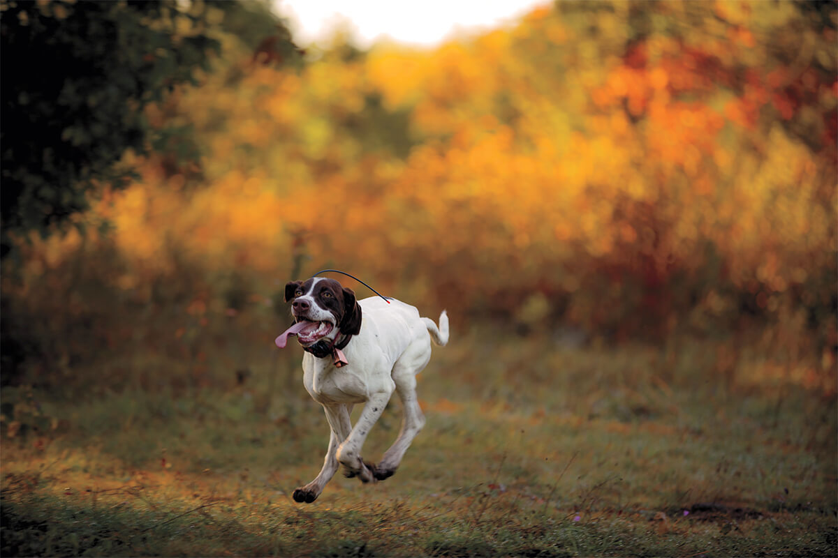 What to Expect in Your Gun Dog's Second Season