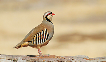 Profile of chukar
