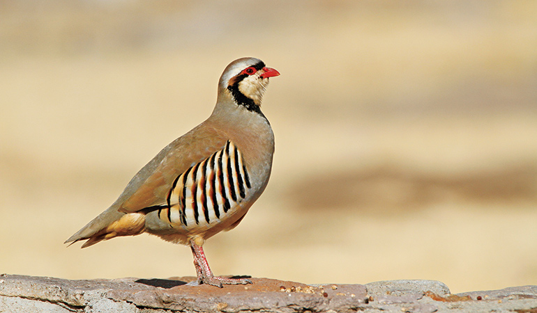 Tips for Safely Hunting Chukars