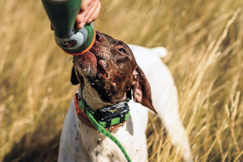 German shorthaired pointer drinking water