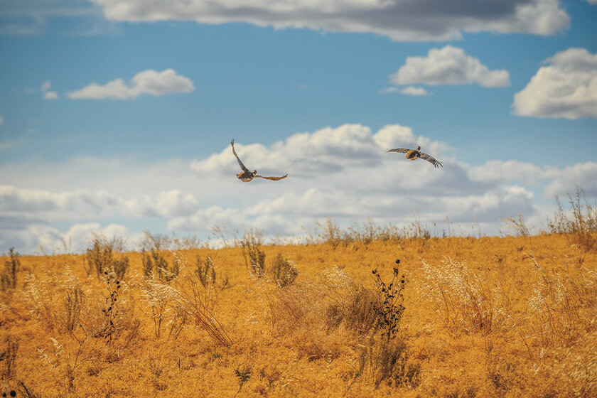 Two sharp-tailed grouse flying