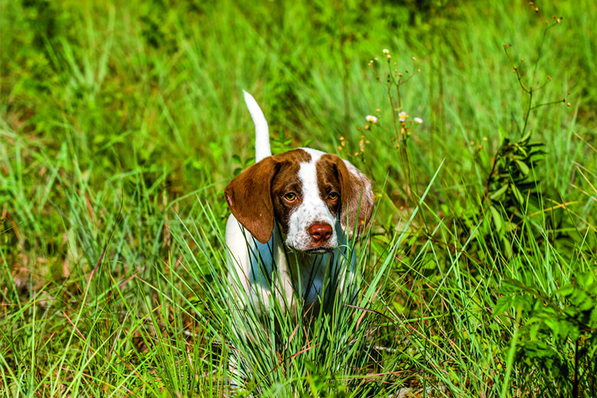 A young pointer puppy in the grass