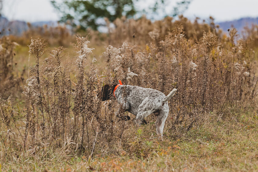 German Shorthaired Pointer On Point