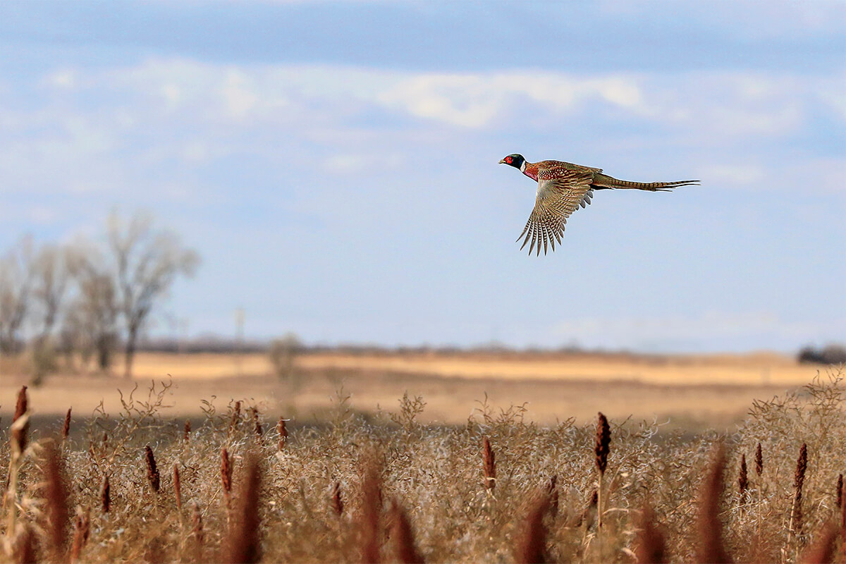 The Complete Guide to Public Land Pheasant Hunting