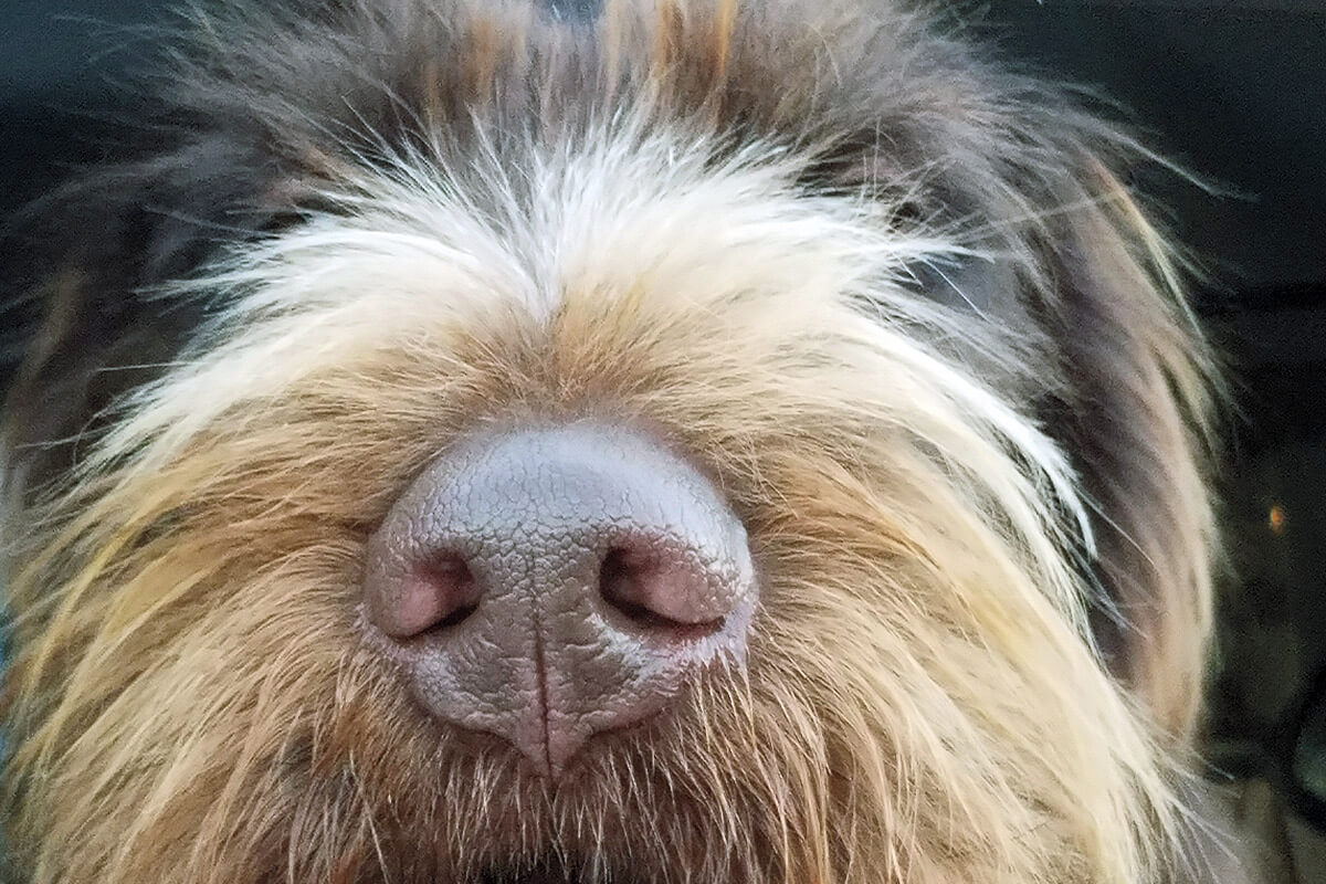 The Science of Canine Scent