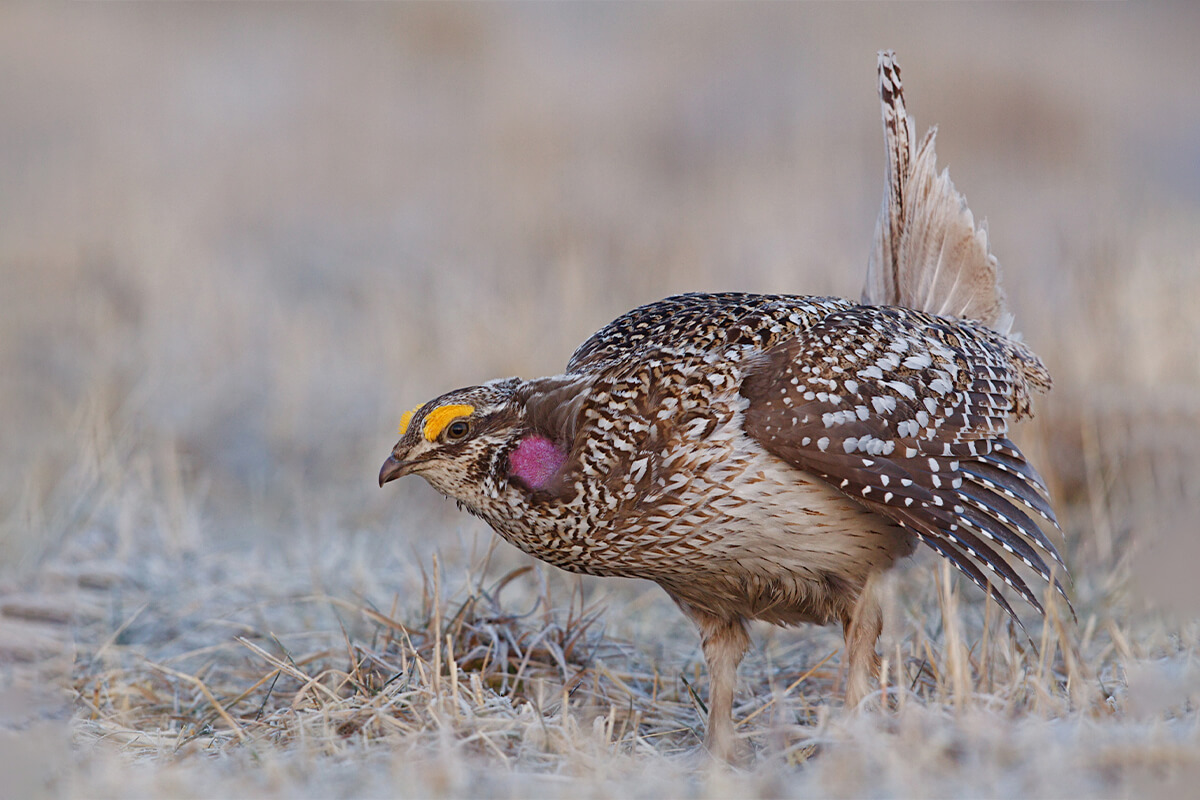 Sharp-Tailed Grouse: Game Bird Profile