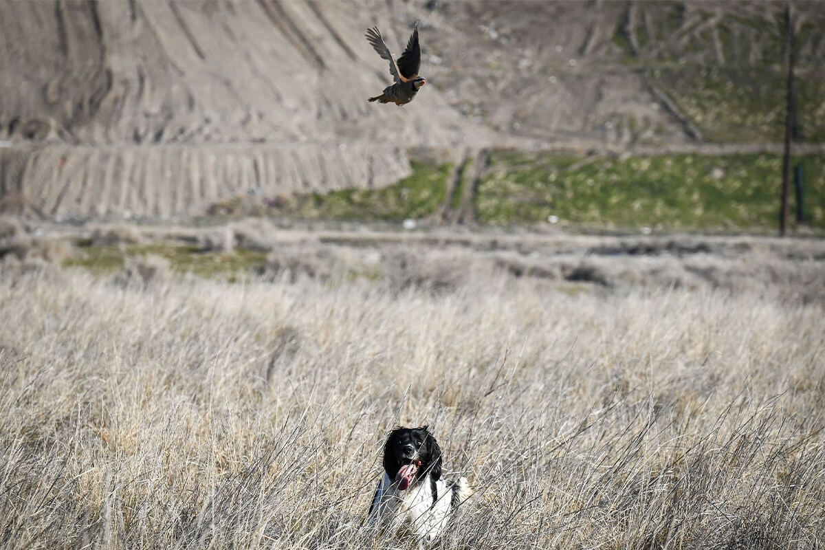 Should You Allow Your Flushing Dog to Chase Birds?