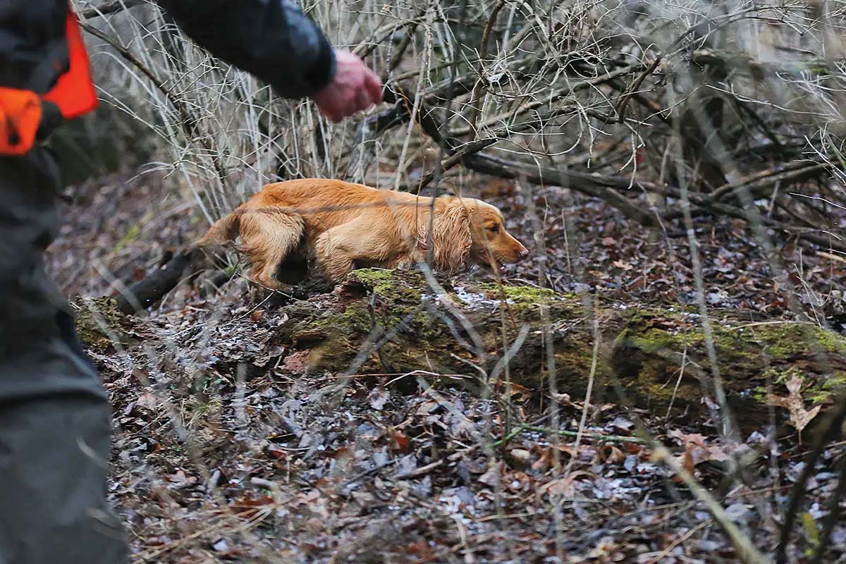 Simplifying Range In Your Flushing Dog Gun Dog