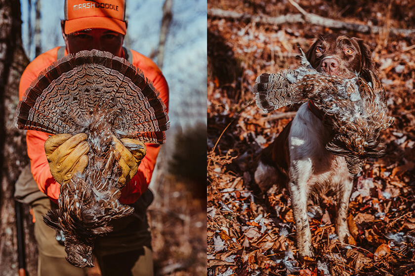 Bird hunter with English springer spaniel and ruffed grouse