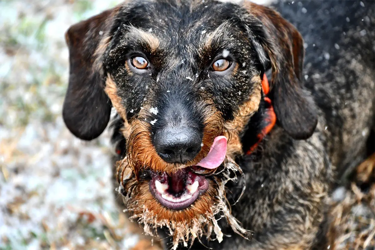 Teckels: the wire-haired dachshund is a sporting sausage dog - The Field