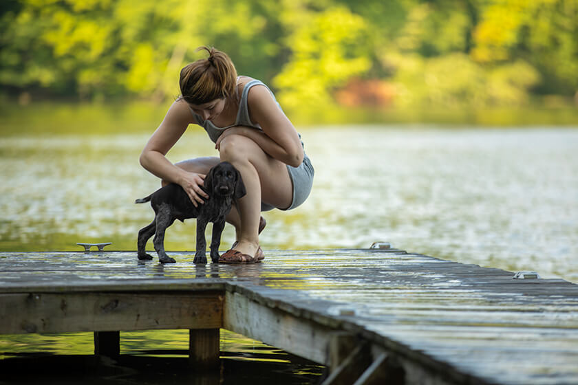 Deutsch Drahthaar puppy with owner on a dock