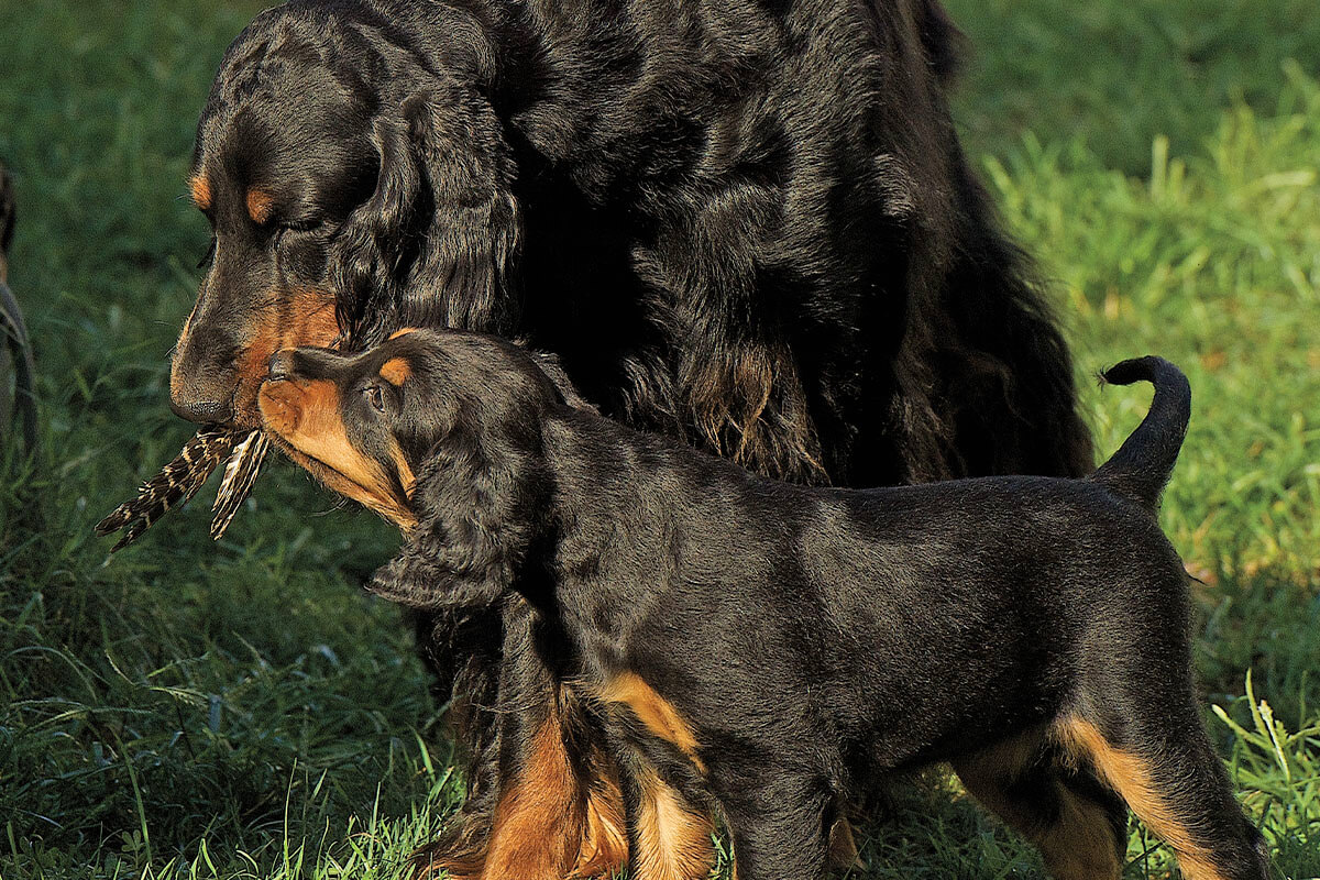 Tips for Adding a New Dog to Your Pack - Gun Dog