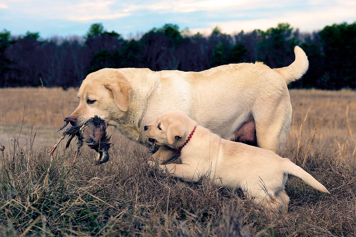 Tips for Adding a New Dog to Your Pack