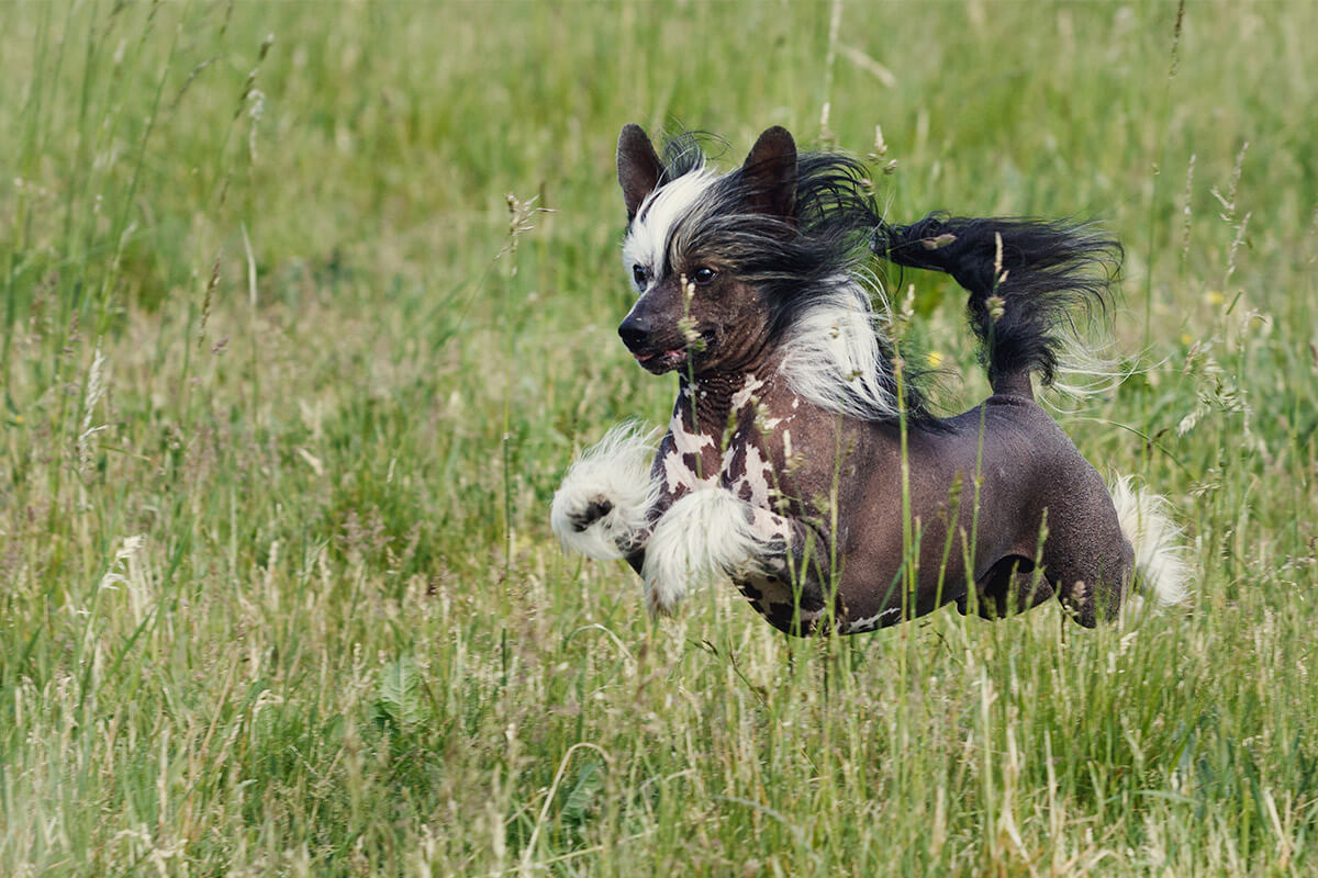 chinese crested hunting dog