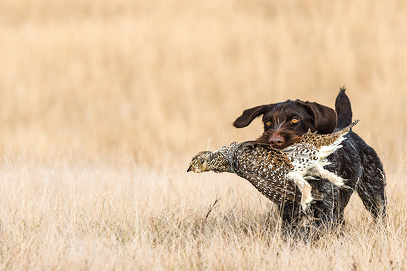 How to Re-Train a Hunting Dog