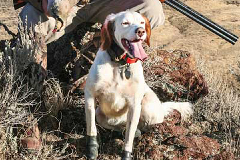 How to Re-Tain a Hunting Dog