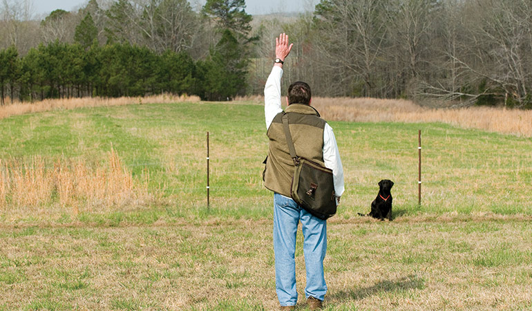 2 Commands That Could Save Your Gun Dog
