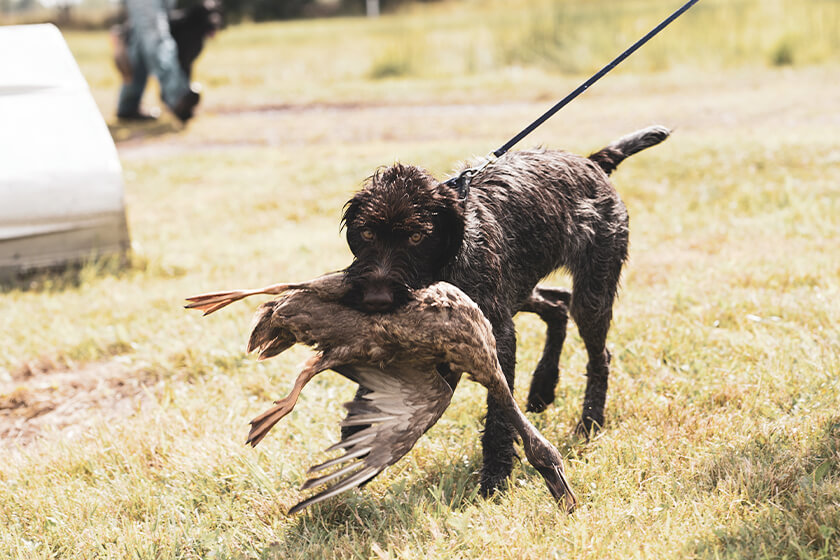 dog retrieving a duck