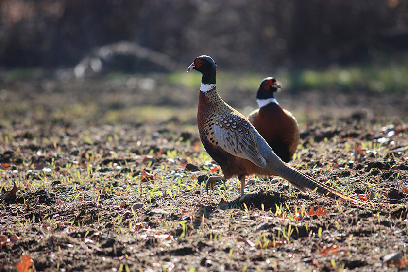 A pair of ring-necked pheasant roosters on the ground