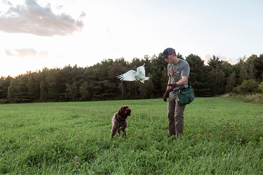 How to Find and Use Training Birds for Gun Dogs