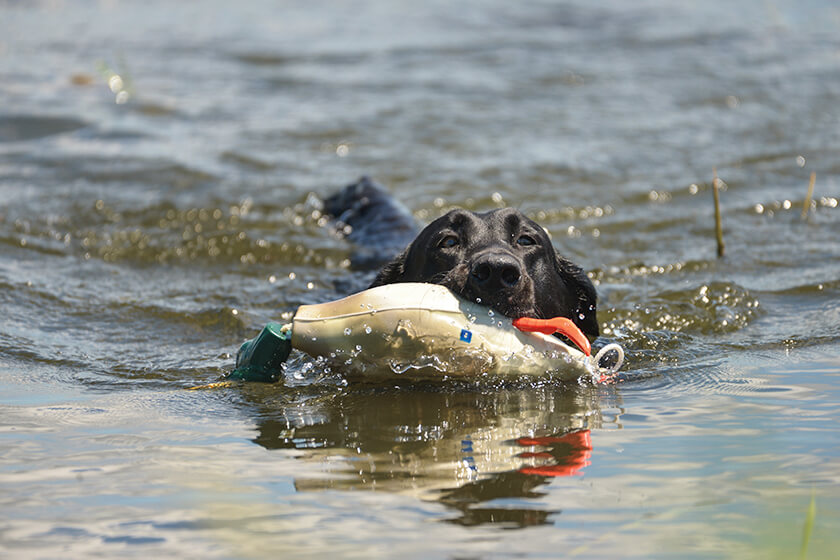 Labrador retriever swimming with dummy