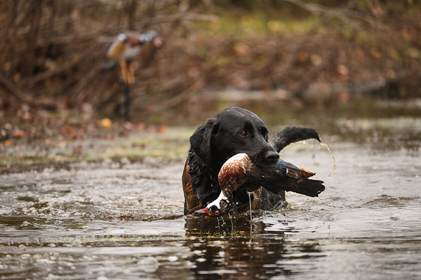 Training Your Gun Dog for Waterfowl Hunting