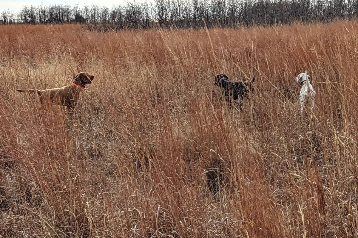 How To Train and Hunt Young and Old Dogs Together