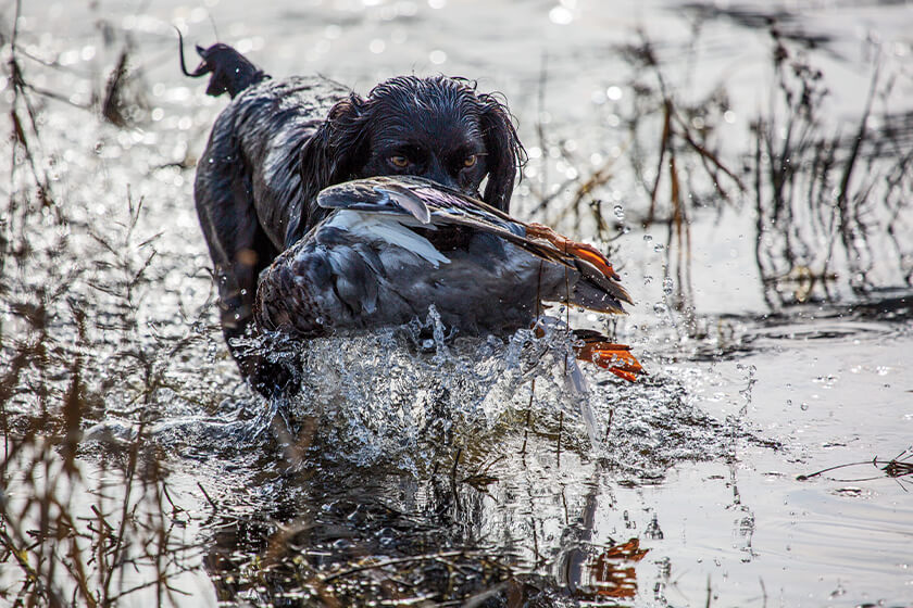 Spaniel with a duck in water