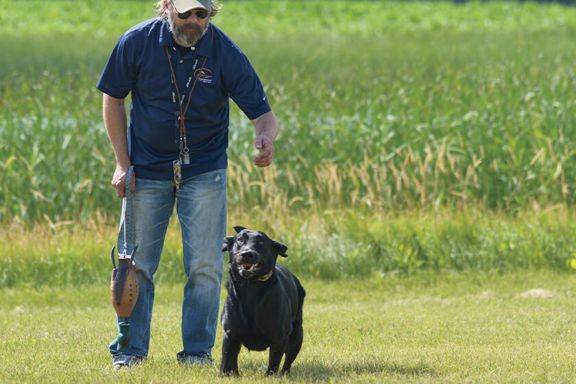 Black Labrador retriever with handler