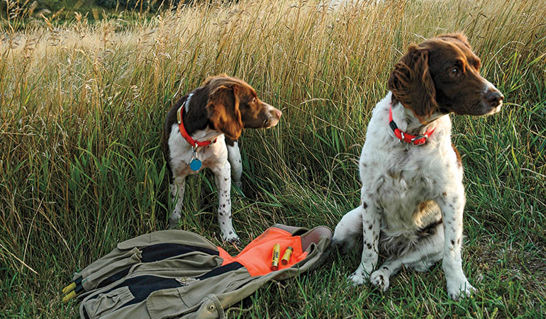 Can Rescue Dogs Become Good Hunting Dogs?