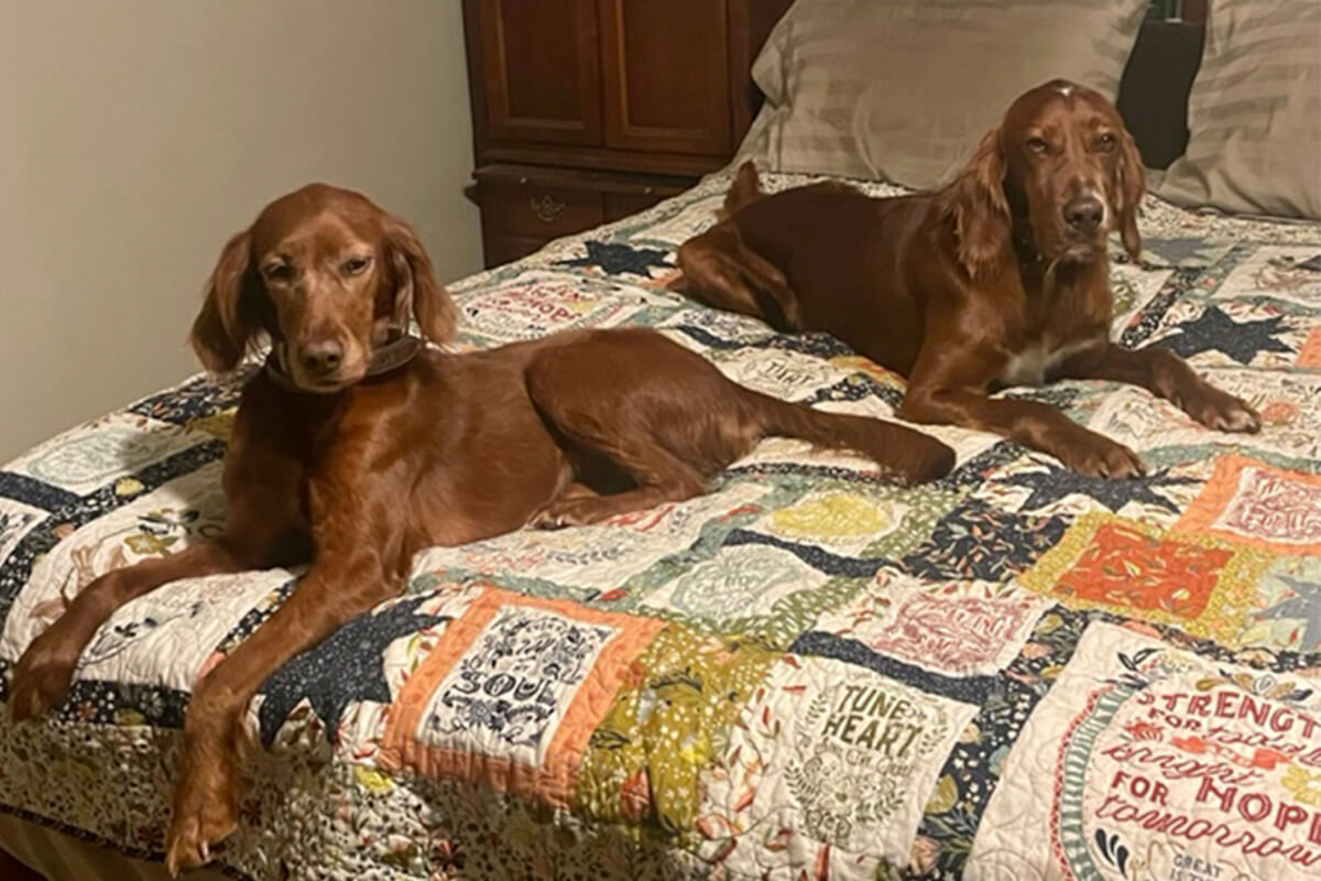 Irish Setter Dog Breed Embroidery Patch - Iron-On Embroidered Fabric Applique