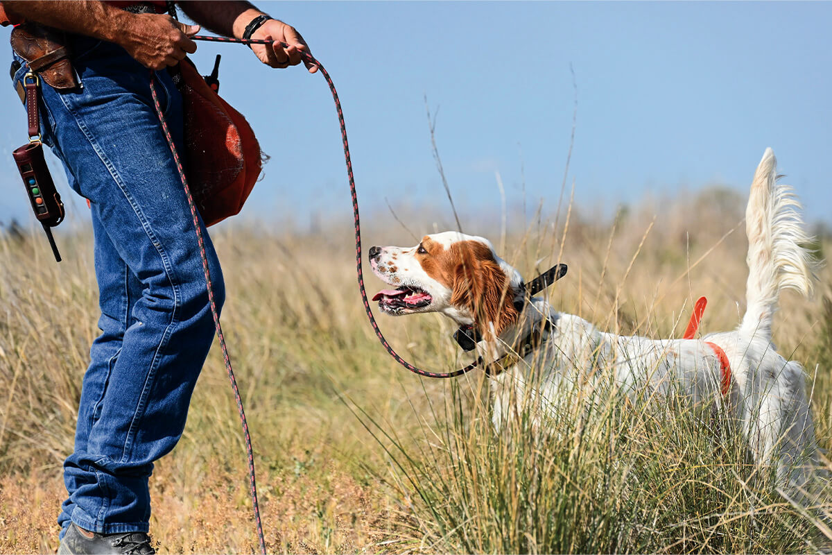 Understanding Bird Dog Temperament