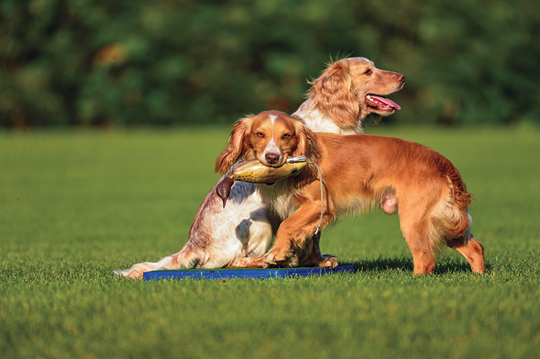 Part trained gun store dogs