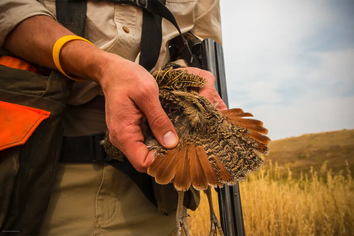 Best Upland Bird Hunting Gloves - Gun Dog