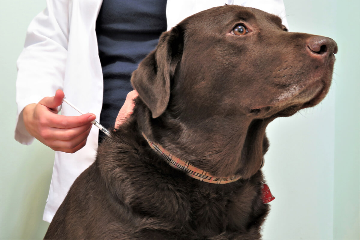 veterinarian giving a chocolate lab a vaccine
