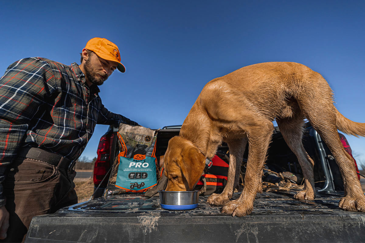 Canine Nutrition: VICTOR 'VPRO Blend' Fuels the Hunting Dog