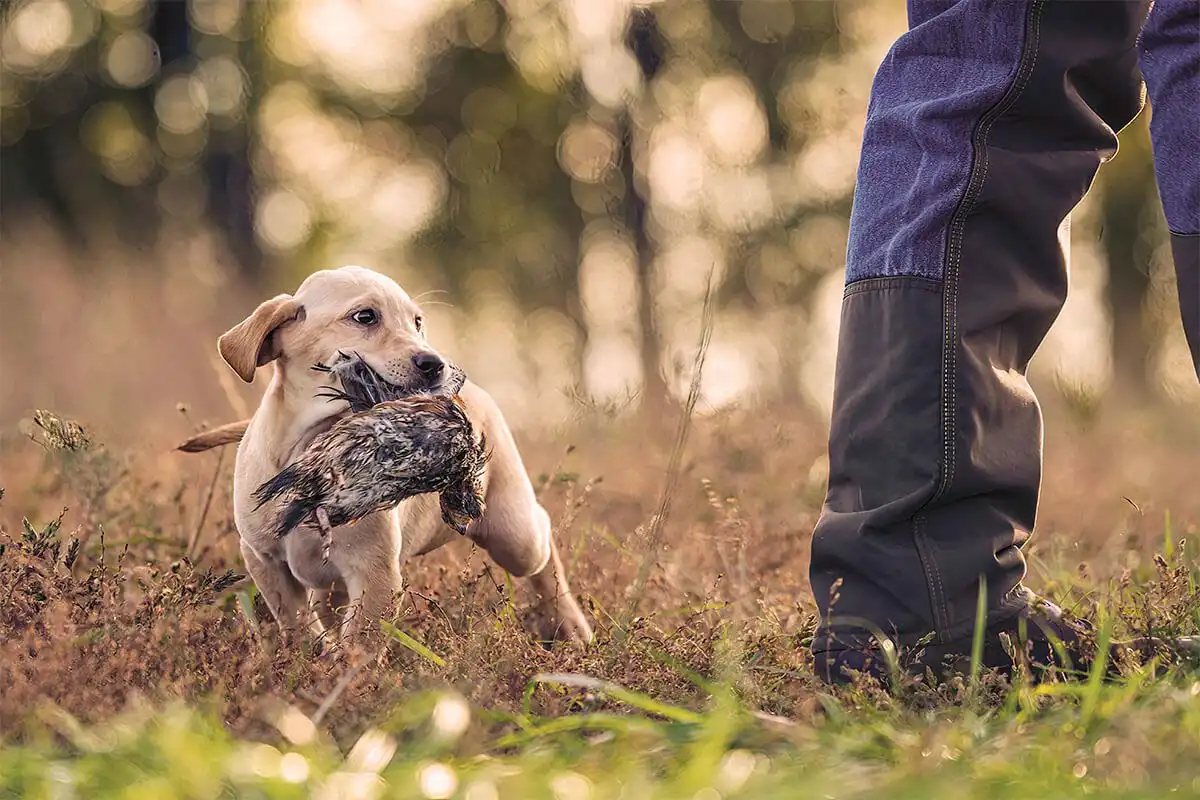 So, You Want to Get Your First Bird Dog? - Gun Dog