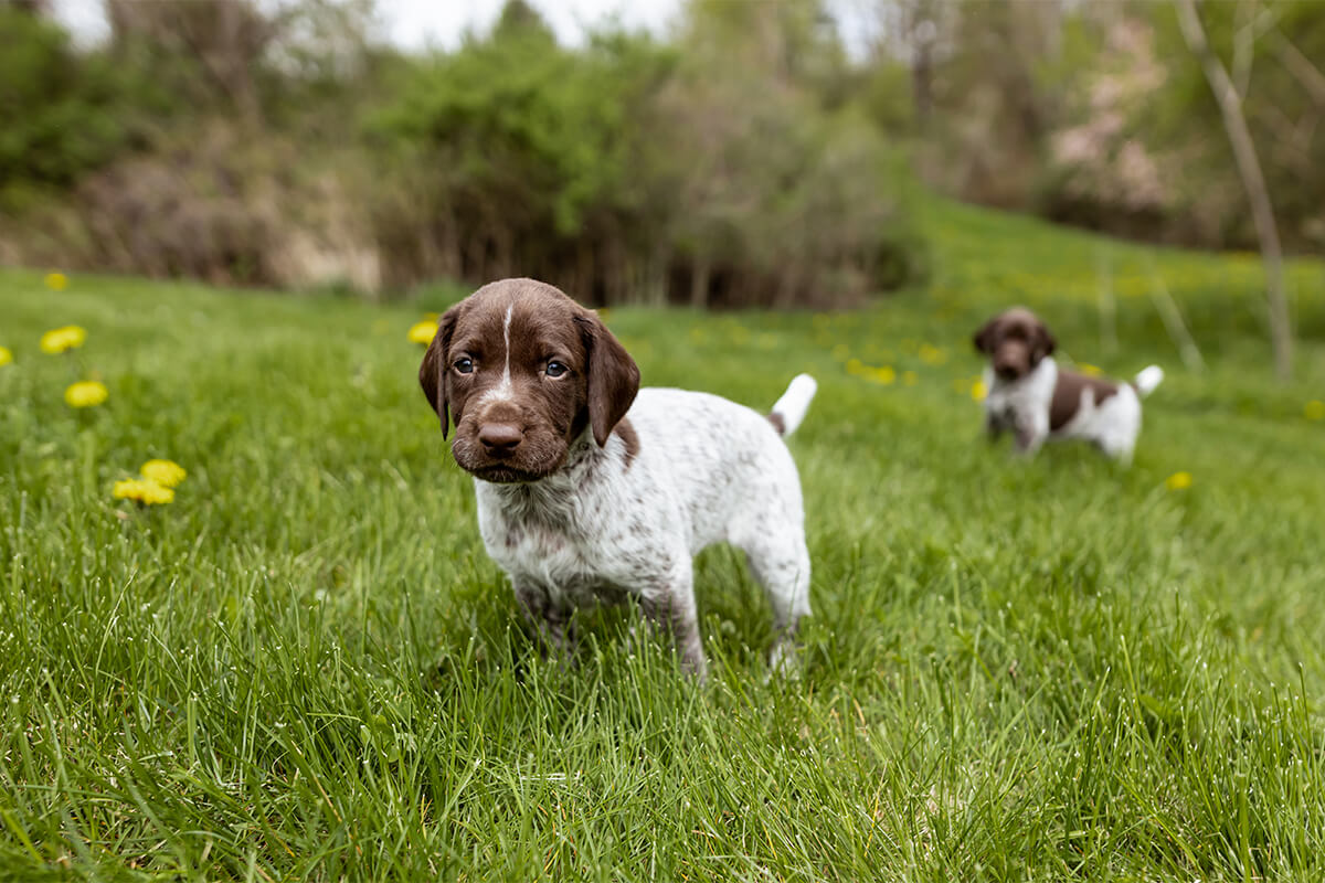 So, You Want to Get Your First Bird Dog?