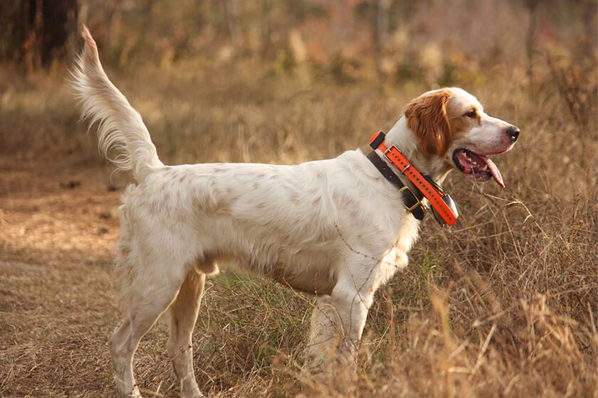English setter on point