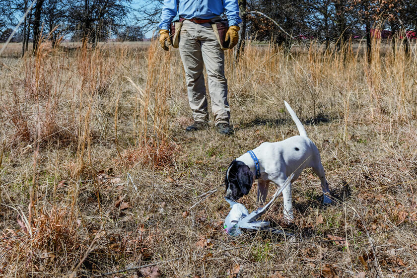 English pointer puppy with a pigeon