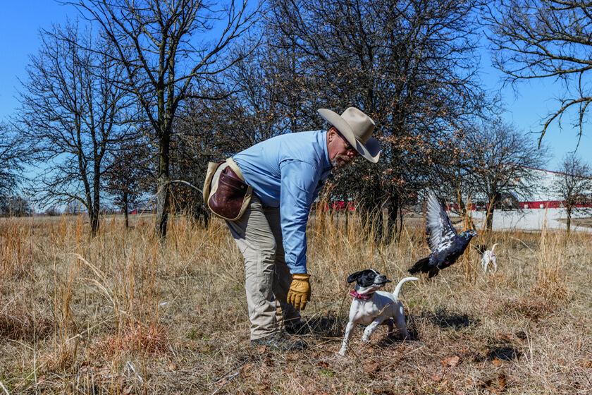 When and How to Introduce Birds to Your Gun Dog