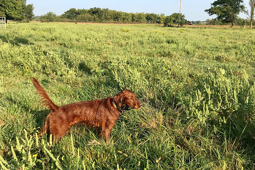 red setter pointing a bird in a field
