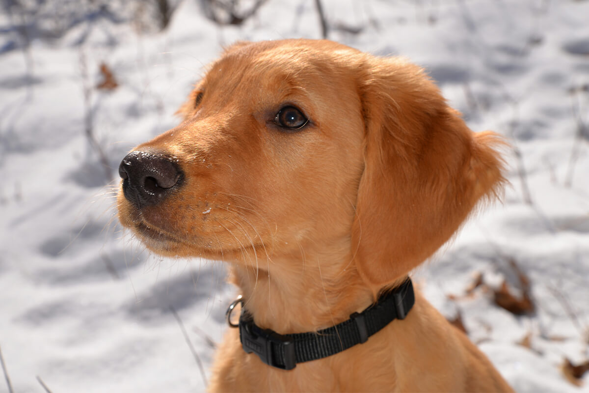 coat care basics for Colorado puppies living in snowy conditions