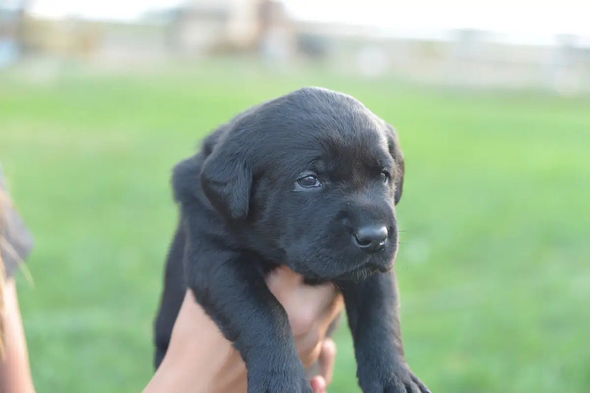 Your Puppy Is Not Your Fur Baby Gun Dog