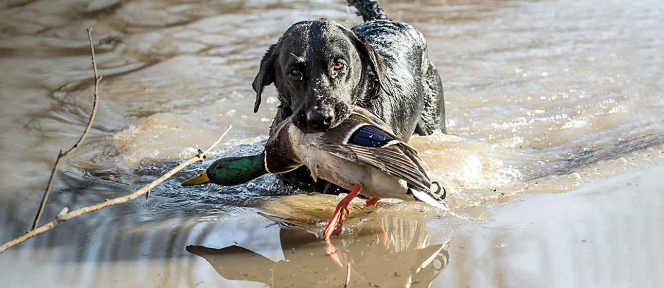 Advanced Retriever Training - Gun Dog