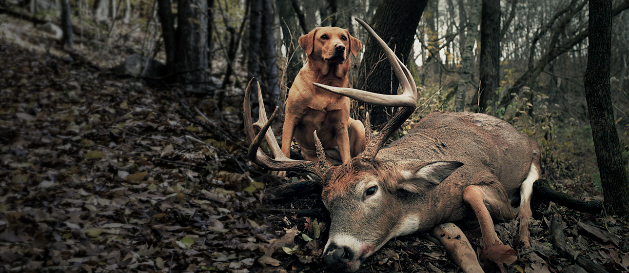 Game Recovery Training Gun Dog