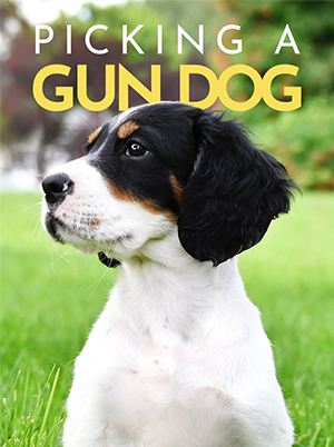 Picking a Gun Dog