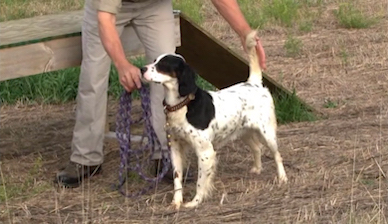 Pointer Dog Advanced Training