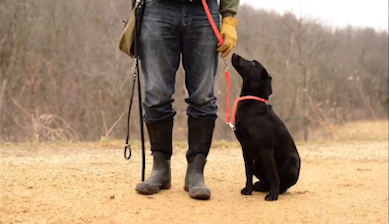 Puppy Training Building Foundations