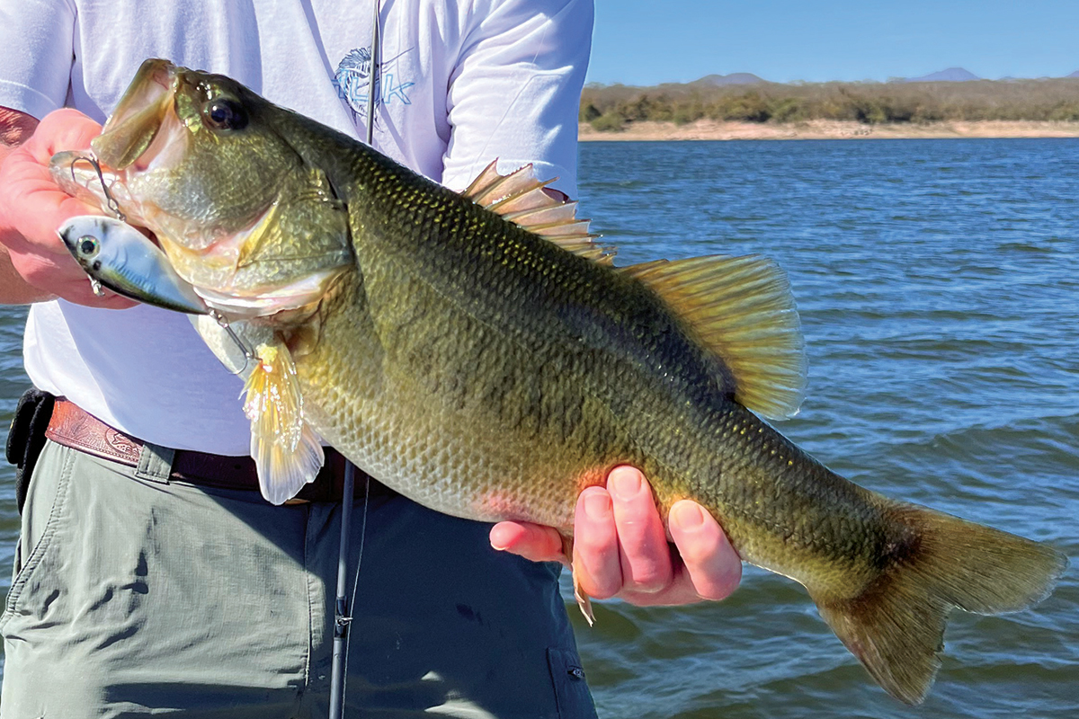 The Original Pico Perch lipless crank bait for All Gamefish Species